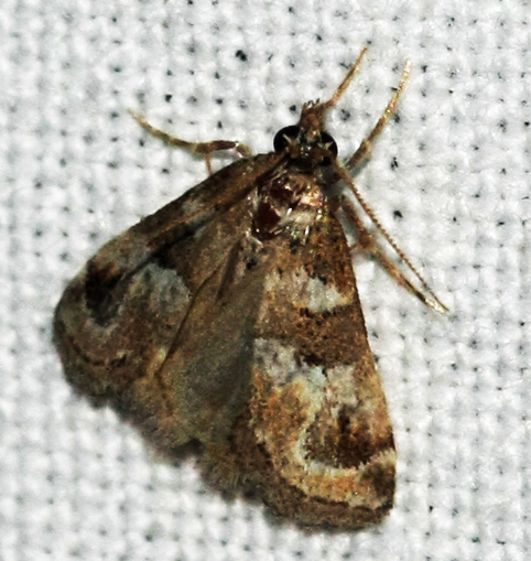 Moth of Crete ( Greece) on 26-09-2012 ; Species name?